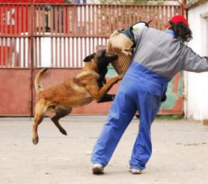 vand pui ciobanesc belgian malinois