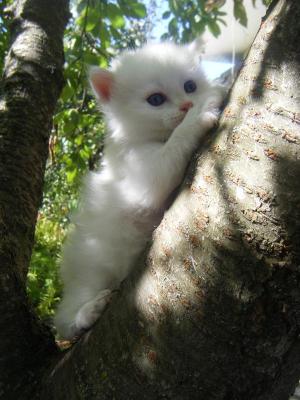 pisici angora