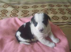 Pui Border Collie