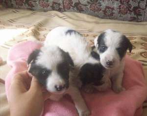 Pui Border Collie