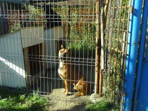 vand 1 pereche caini amstaff