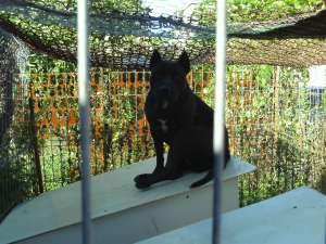 vand 1 pereche caini amstaff