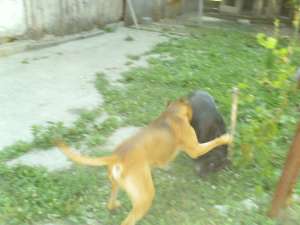 vand 1 pereche caini amstaff
