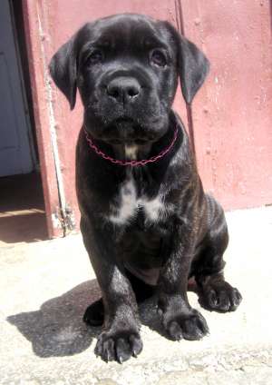 pui cane corso