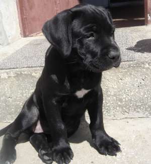 pui cane corso