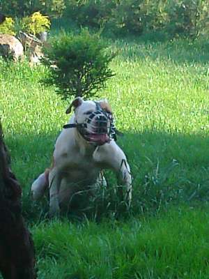 vand catea bulldog american (foarte ieftin)