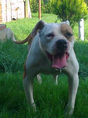 vand catea bulldog american (foarte ieftin)