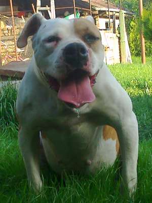 vand catea bulldog american (foarte ieftin)