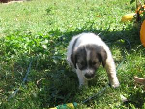 Oferta Ciobanesc de Bucovina