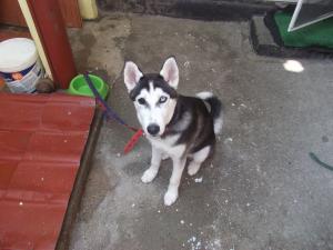 Vand Femela Husky Siberian