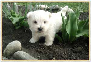 VAND WESTIE