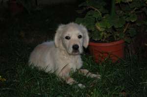 Golden retriever