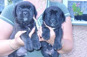 vand cane corso,  superbi,  200E