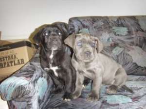 vand cane corso,  superbi,  200E
