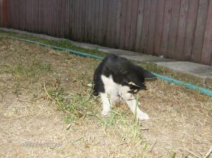 Vand Urgent Pui Husky Siberian