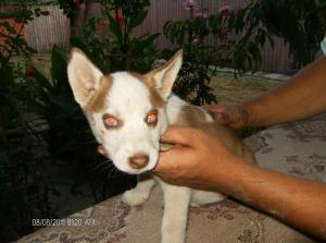 Vand Urgent Pui Husky Siberian