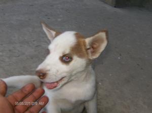 Vand Urgent pui de husky