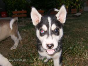 Vand Urgent pui de husky