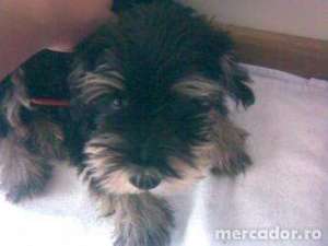 Vand Urgent Schnautzer Pitic negru-argintiu