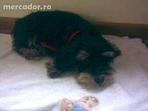 Vand Urgent Schnautzer Pitic negru-argintiu