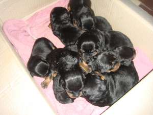 Vand catei Rotweiler 3 luni.Detin ambii parinti