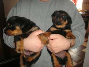 Vand catei Rotweiler 3 luni.Detin ambii parinti