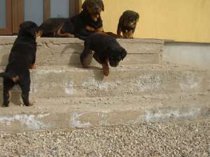 Vand catei Rotweiler 3 luni.Detin ambii parinti