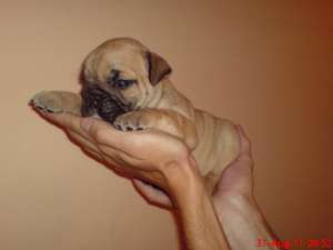 Vand pui Bulldog Englez - parinti cu pedigree
