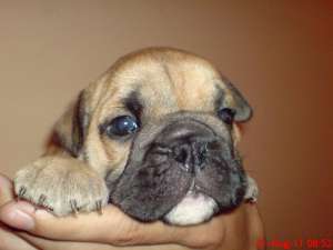 Vand pui Bulldog Englez - parinti cu pedigree