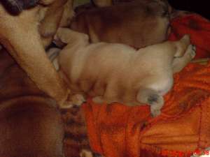 Vand pui Bulldog Englez - parinti cu pedigree