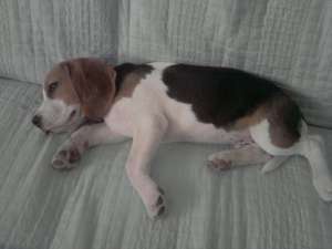 Vand Beagle  tricolor