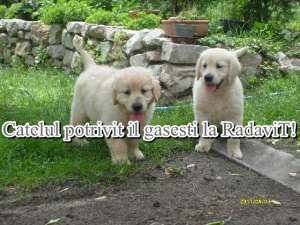 Golden Retriever - Catei de rasa pura