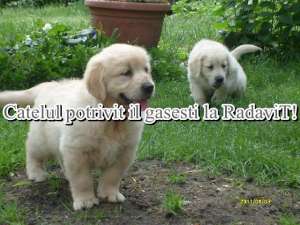Golden Retriever - Catei de rasa pura