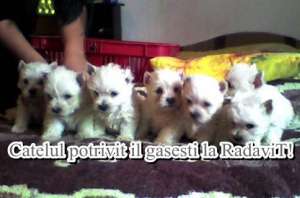 Westie - Catei de rasa pura