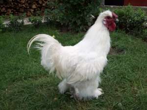 gaini de matase albe