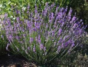 BUTASI SI FLORI DE LAVANDA