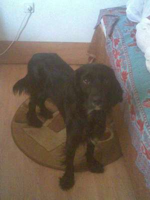 Cocker Negru