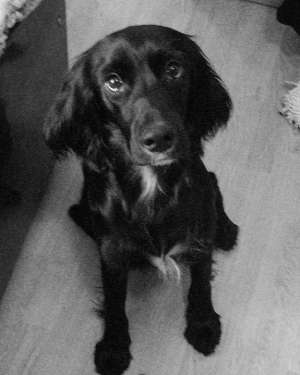Cocker Negru