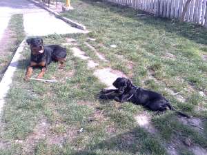 Cocker Negru