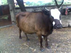 Vand vaca cu lapte