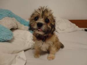 Vand Bichon Havanese 8 saptamani vaccinat