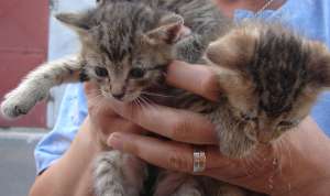 Pisicute 1 luna gri tigrate superbe spre adoptie~