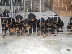 VAND PUI ROTTWEILER