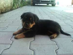 VAND PUI ROTTWEILER