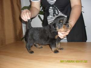 rottweiler