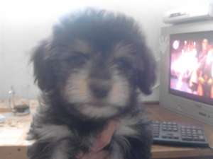 vand bichon havanez