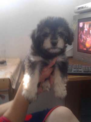 vand bichon havanez