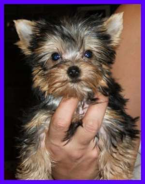 Vindem catei din rasa yorkshire terrier