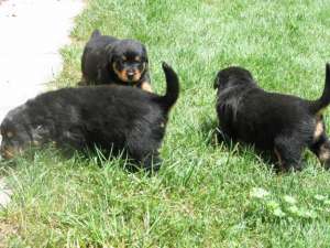 pui rottwiler