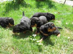 pui rottwiler